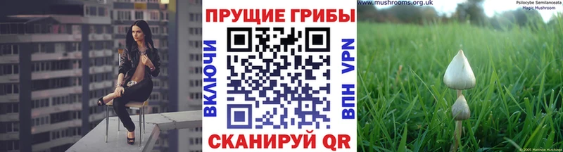 Галлюциногенные грибы Psilocybe закладка Гаврилов Посад
